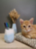 Pot en beton - Décoration Intérieur – Pot décoratif - Petite Décoration - tara bleu chat