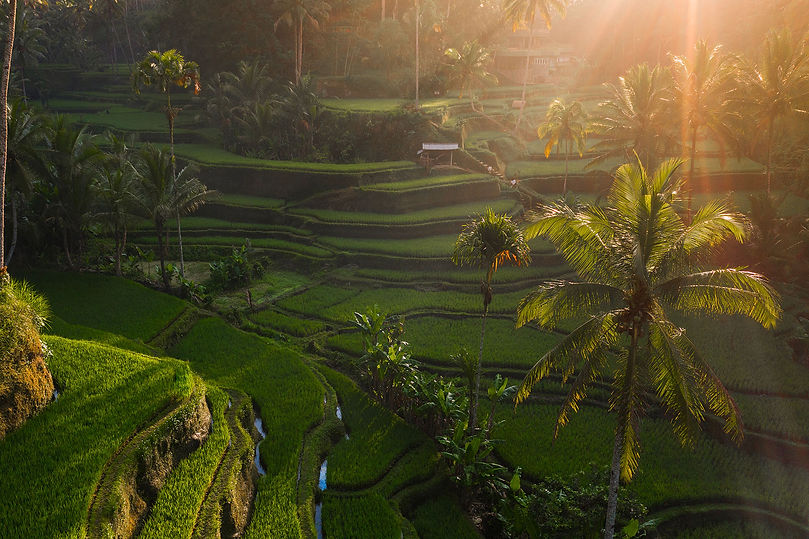 Paysage terrasse Asie - Miiza.jpg