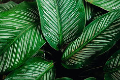 zoom sur feuilles - Miiza.jpg