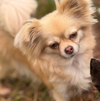 WhatsApp Image 2025-09-27 à 22.12.02_f823e00b.jpg