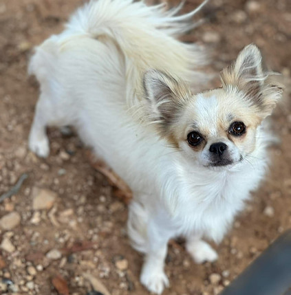 WhatsApp Image 2025-09-27 à 22.56.24_f11291f5.jpg