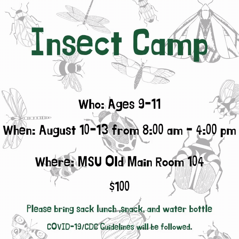 Insect Camp Website (1).gif