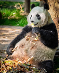 panda_edited.jpg