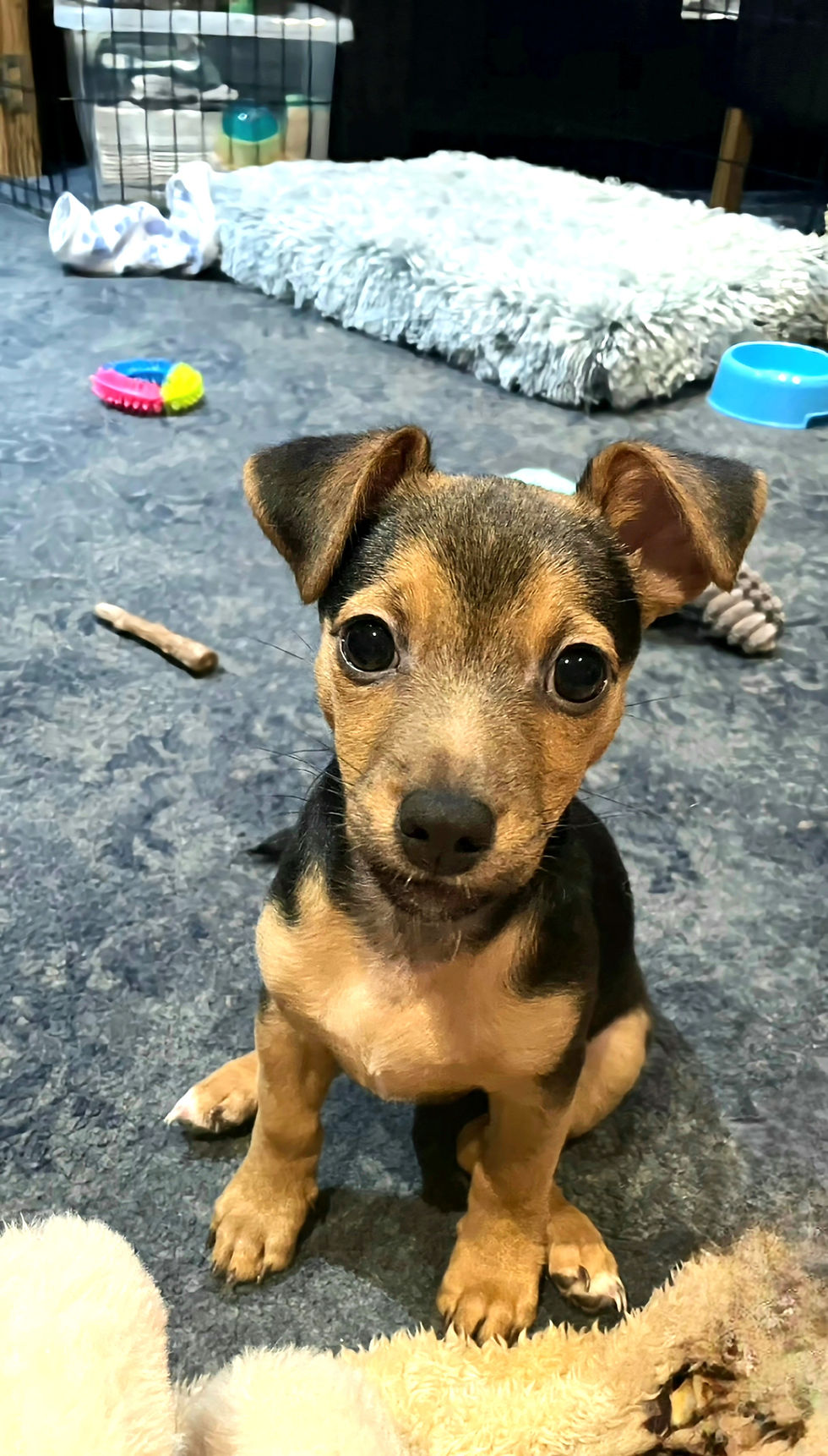 Is your puppy a land shark in disguise?