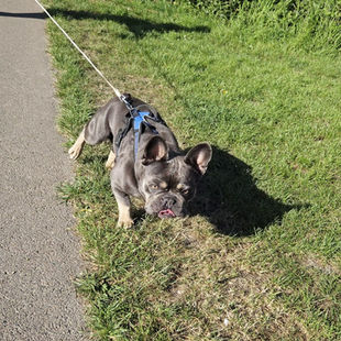 Why your dog pulls on the lead
