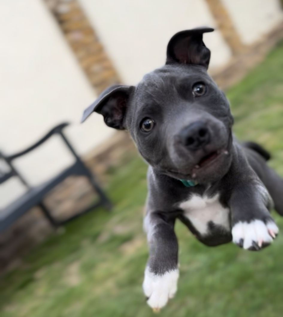 Is your dog over-aroused? Why “hyper” behaviour is not always a training problem