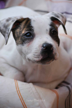 bella front port copy.jpg