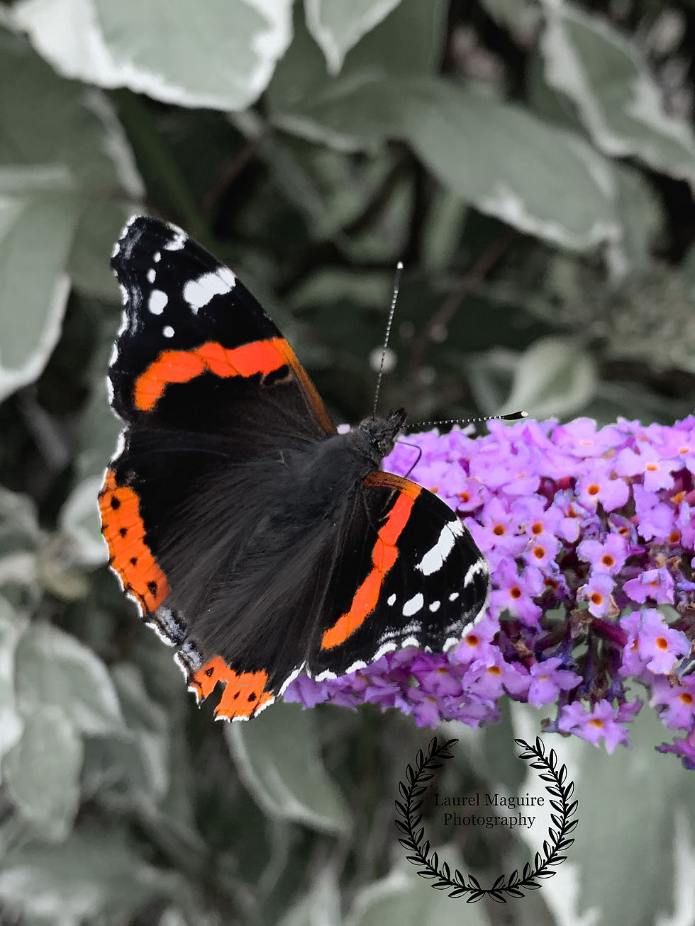 Butterfly 1©LaurelMaguirePhotography