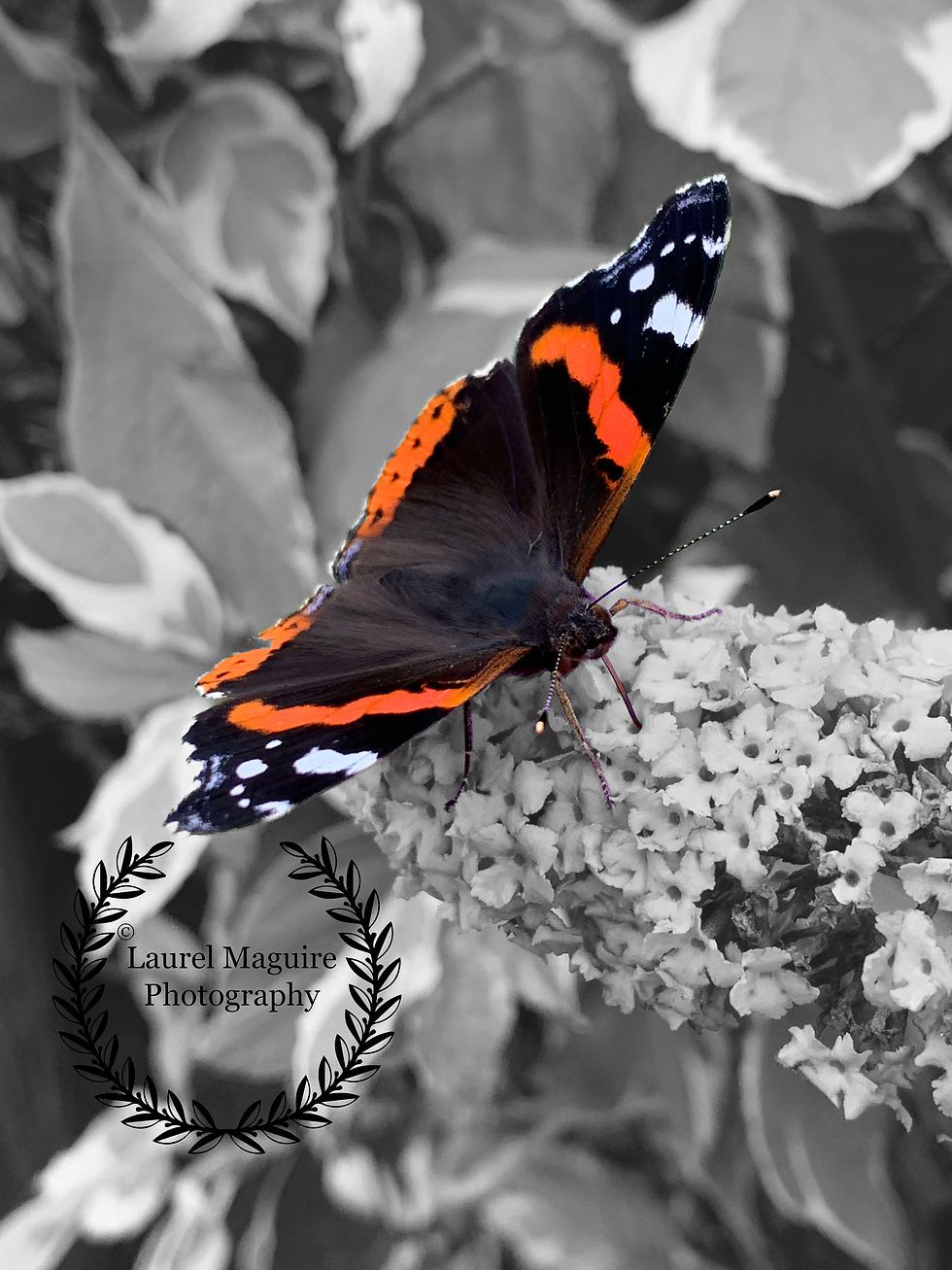 Butterfly 2©LaurelMaguirePhotography