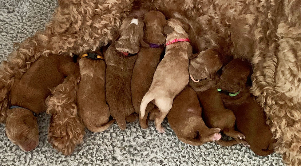 FFFC1ED8-9E10-427B-8BA8-F17466BDA65B_1_2