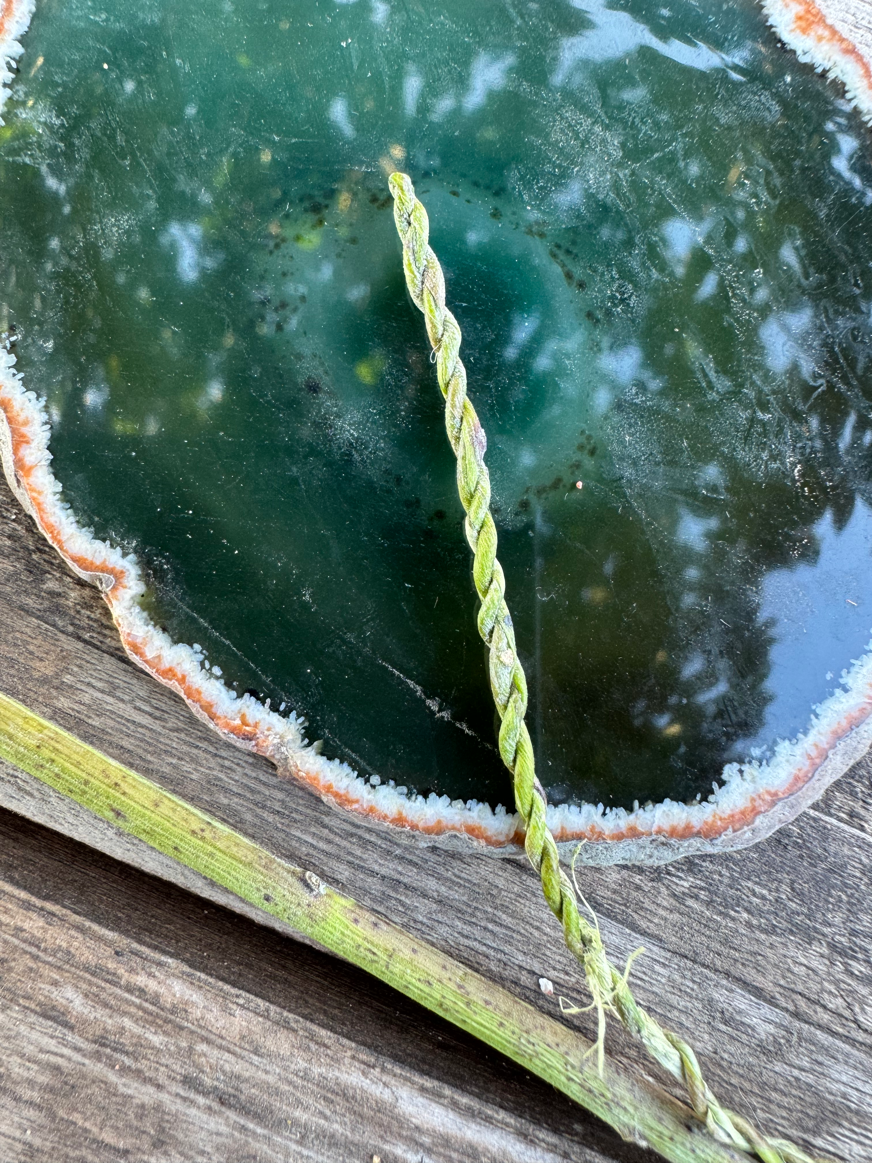 Week 7 July 20-24 Morning Session 9am-12pm: Ecosystems & Fiber Arts