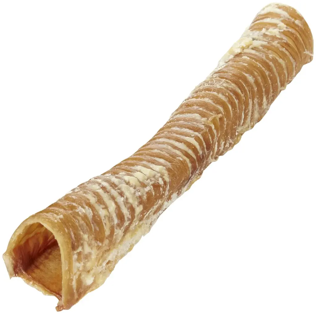 Bullsters Trachée de tubester 17''x21''