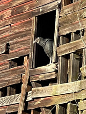 Brolo_Farm_Black_Vulture.JPEG