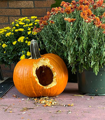 2022-10-20_Autumn_04_J_Carson.JPEG