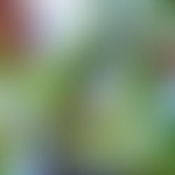 Is your Plumeria-Frangipani losing leafs already?