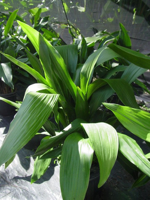 Aspidistra elatior