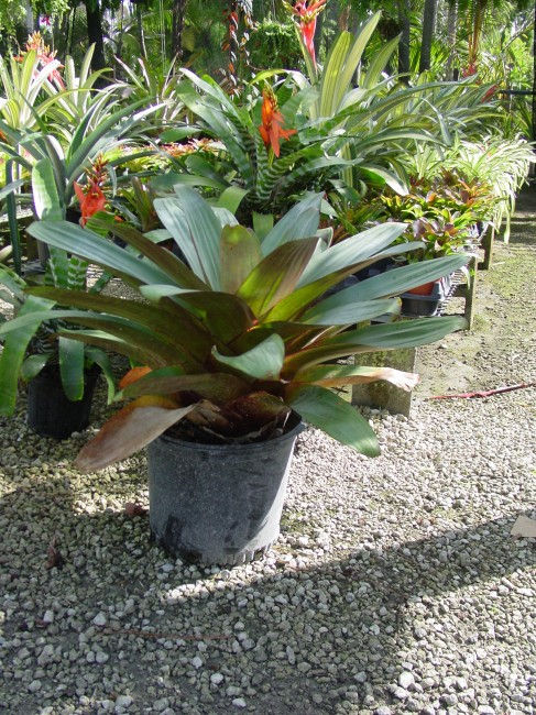 Thumbnail: Bromeliad- Alcantarea "Imperialis"