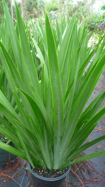 Neomarica regina "Walking iris"