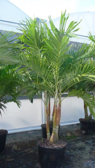 Palm-Adonidia merrilii "Christmas Palm"