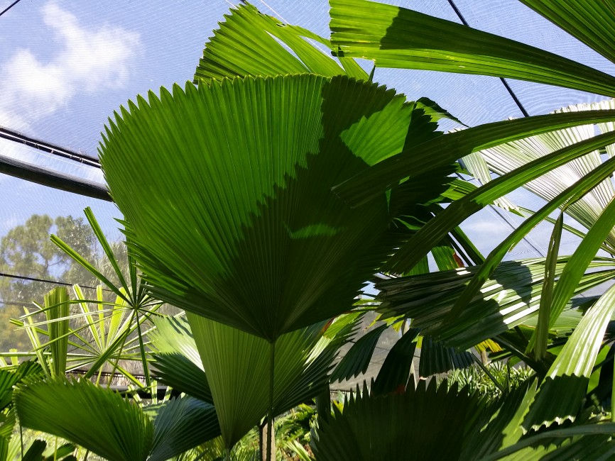 Palm-Licuala elegans