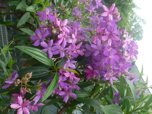 Tree-Tibouchina granulosa