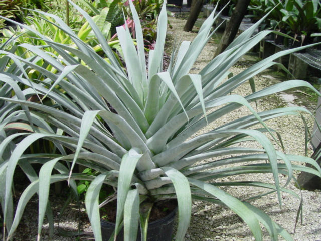 Bromeliad- Alcantarea "Odorata"