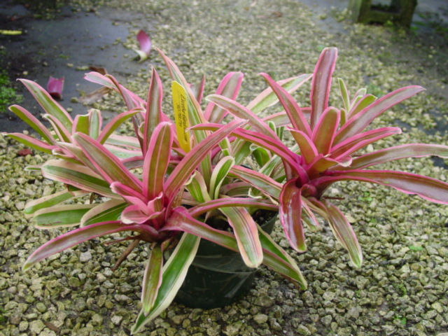 Bromeliad- Neoregelia "Donger"