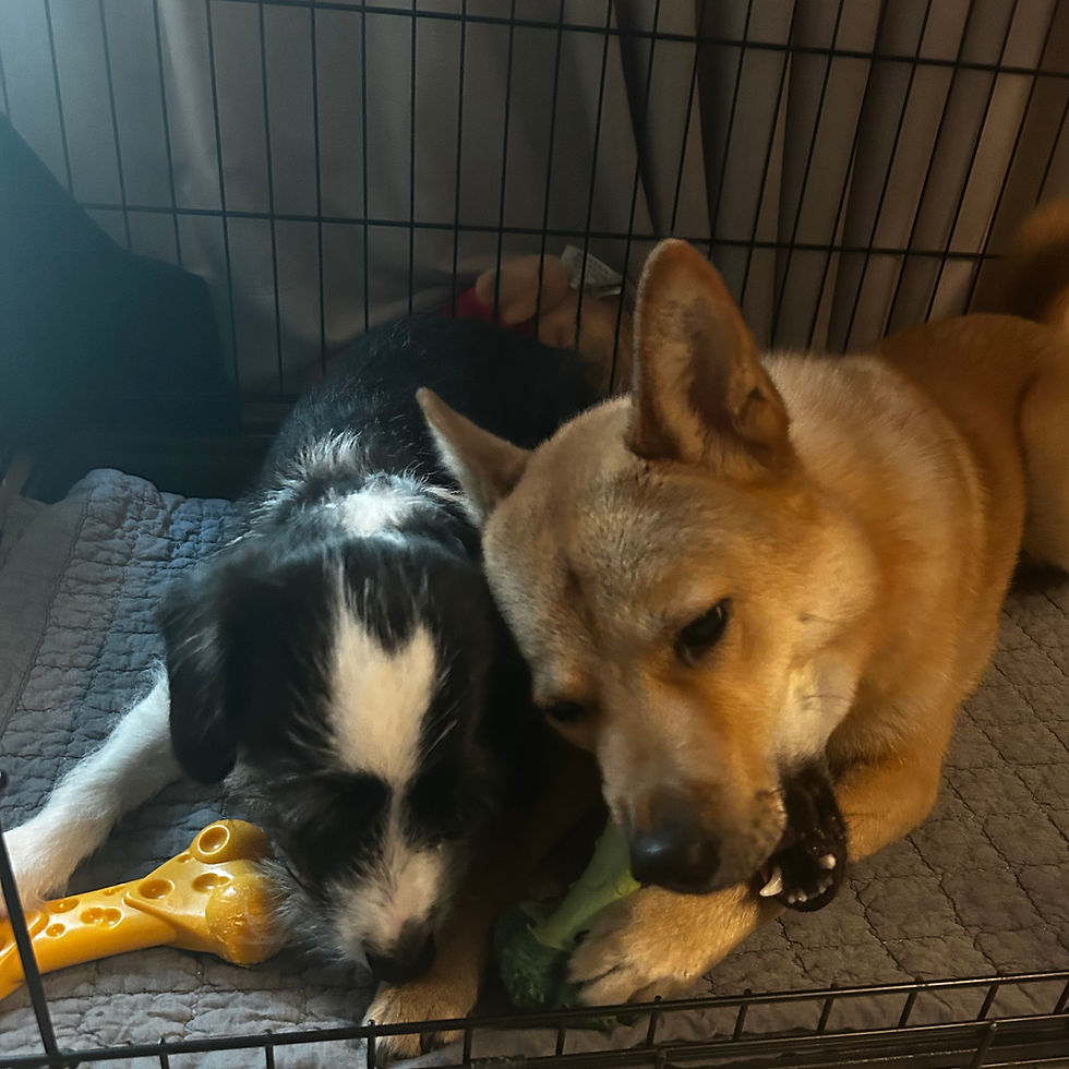 Here is Oreo on the left and Mocha on the right. They are hanging out in Mocha’s crate and chewing on their toys!