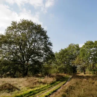 manderheide.webp