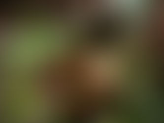 Fresh Bhringraj herbs and a bottle of dark herbal oil, representing Ayurvedic hair growth therapy.