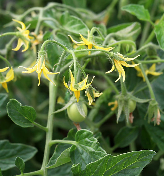 Tomatoes bloom in the farm field in summer.jpg