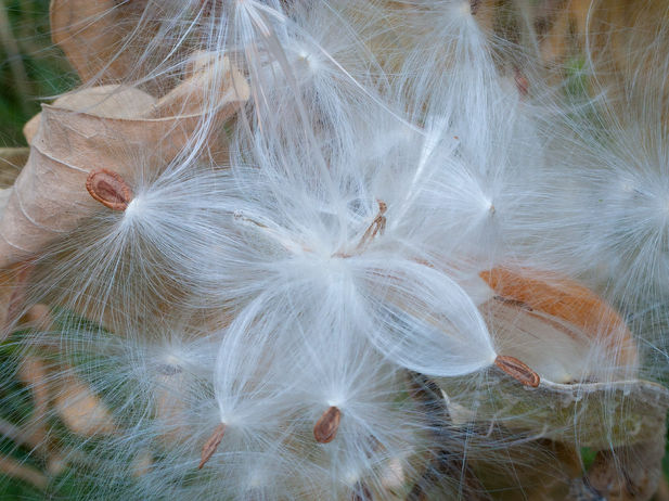 photo of milkweed seed in Calf Creek Canyon, Escalante Canyons, Grand Staircase - Escalante National Monument. 