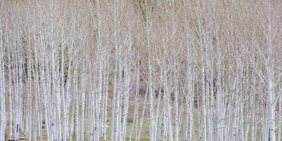 A dense grove of young white aspen trees in Utah.