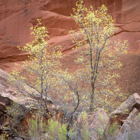 photo of fall cottonwoods growing in a rockfall  in the Middle Escalante River Canyon, Grand Staircase-Escalante National Monument. 