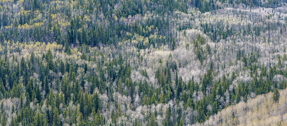 Hills and valley covered with a forest of mixed trees.