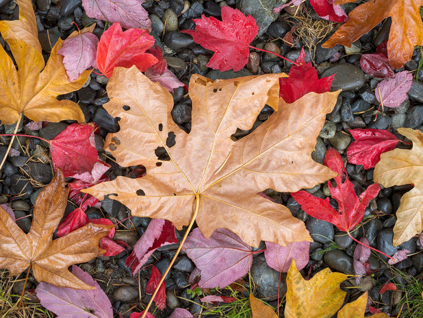 Fallen maple leaves in reds, yellows, and oranges lie on the ground.