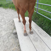 Dundee liebte es auf der Wippe zu stehen und das Gleichgewicht zu finden. Es geht hier nicht darum, über eine Trailbrücke zu laufen, sondern darauf zu stehen, zu wippen und das Gleichgewicht zu finden.
Dabei werden kleinste und feinste Strukturen im Körper erreicht und deutlich weniger Muskelarbeit wird nötig sein.