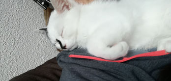 "Wina" - den besten Platz finden und immer wieder bequem einrichten