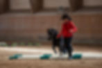 Horseagility