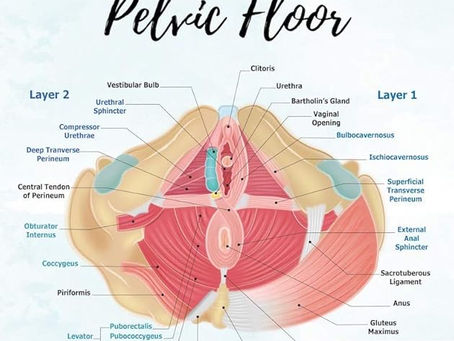 what the fuck is up with the pelvic floor