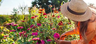Woman clipping zinnias_edited_edited.jpg