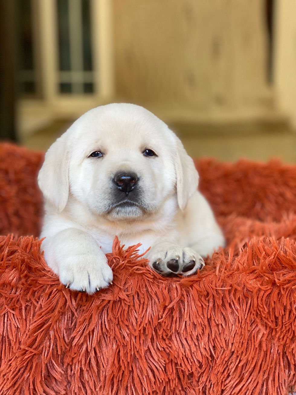 Past pup