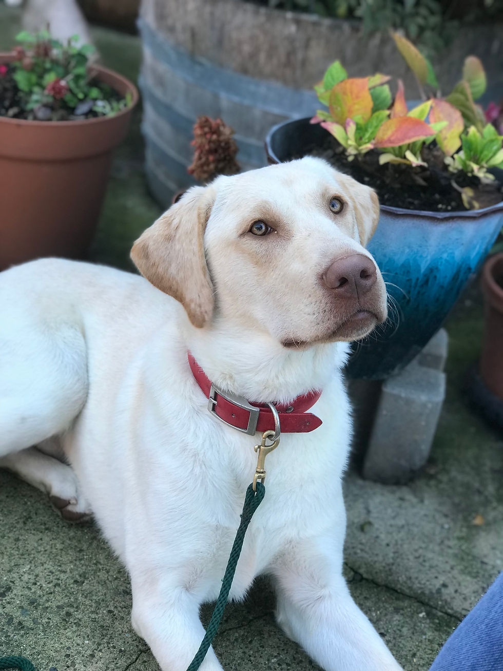Buddy | Available