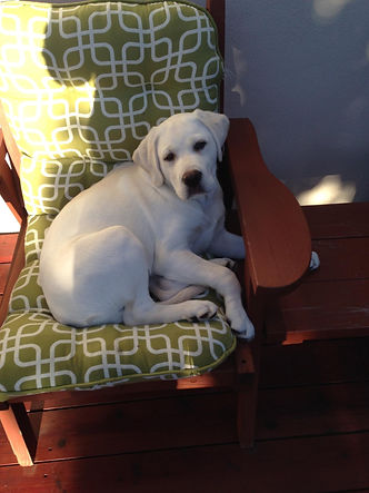 Prepare for Your Stofer's Labs Puppy: Establish Family Rules