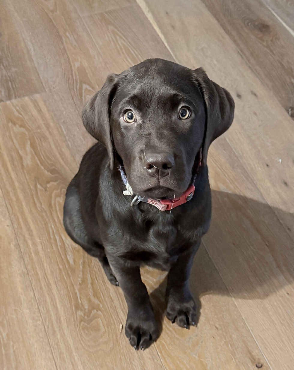 Past pup