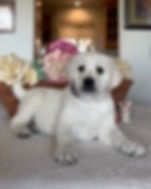 Hank