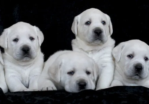 Stofer S Labs Breeding Boarding Training Prunedale Ca