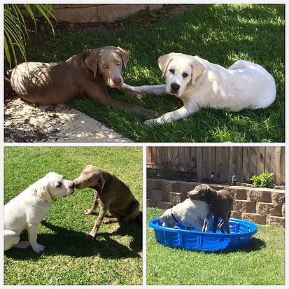 Prepare for Your Stofer's Labs Puppy: Plan Play Dates