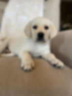 Teddy