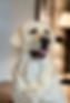 PhotoRoom_20230928_180726_edited.png
